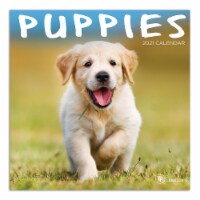 TF Publishing 2021 Mini Wall Calendar – Puppies Perspective: Main