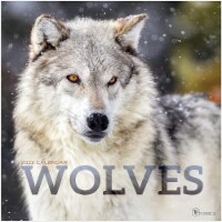 2022 Wolves Wall Calendar Perspective: Main