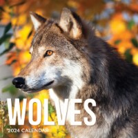 2024 Wolves 12 Month Wall Calendar Perspective: Main