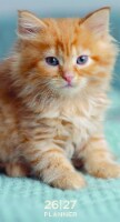 2026 Kitten 24 Month Pocket Calendar by TF Publishing Perspective: Main