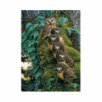 Outset Media Games OM80018 Family Tree Puzzle, 1000 Piece