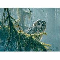 Outset Media Games OM85002 Spotted Owl Mossy Branches Puzzle, 500 Piece