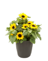 Fresh Live Sunflower Plant in 9 in Pot Perspective: Main