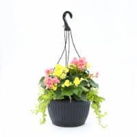 Fresh Live Begonia in Hanging Basket Perspective: Main