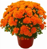 Outdoor Mums (Offered in Yellow - Bronze - Purple - Red - White and Orange) Perspective: Main