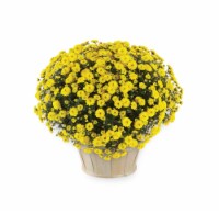 Yellow Mum with Basket