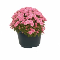 Potted Garden Hardy Mums - Pink