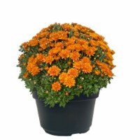 Potted Garden Mums - Orange