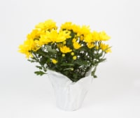 Potted Chrysanthemum - Assorted Perspective: Main