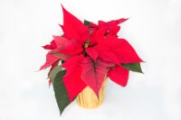Poinsettia Live Plant Featured in a Pot Cover - Assorted Colors