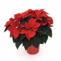 Poinsettia Assorted Flowers Perspective: Main