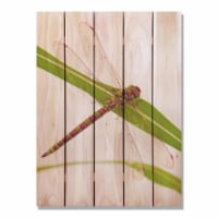 Day Dream HQ DF2836 28 x 36 in. Dragon Fly Inside & Outside wood Wall Art