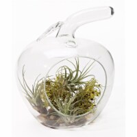 Athenas Garden LO-HCH0707-2APS-1APM-L-PRSM-MIX 8 in. Apple Glass Terrarium Set
