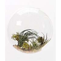 Athenas Garden LO-HCH1107-2APS-1APM-L -PRSM-MIX 7 in. Half-Round Hanging Glass Terrarium Set