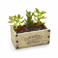 Athenas Garden PA-SA03 2 in. Live Succulent Gift Set - Three Plants