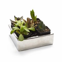 Athenas Garden PA-SA05 2 in. Live Succulent Gift Set - Five Plants