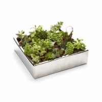Athenas Garden PA-SA25 2 in. Live Succulent Gift Set - 25 Plants
