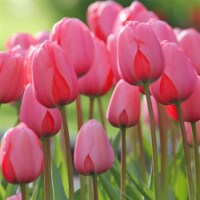 Garden Elements Live Flower Bulbs, Darwin Tulips Pink Bulbs (50 Pack)
