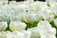 Garden Elements White Angel's Wish Darwin Tulip Live Flower Bulbs, Pack of 50