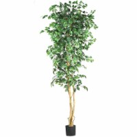 7  Ficus Silk Tree- Green