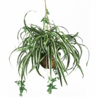 Spider Silk Hanging Basket- Green