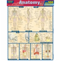 BarCharts Anatomy Quizzer Quickstudy Easel