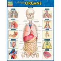 BarCharts 9781423234630 Anatomy of the Organs Study Guide