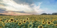 Crystal Art Gallery Fields of Gold Wall Art Decor
