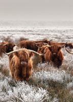 Gathering Of Longhorns Wall Art
