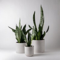 Three Set Plant Pots - 4 6 8 , Pots for Plants, Planter Pot Set, Indoor Pots, Flower Pots
