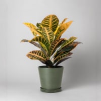 7 Planter Pot with Saucer, Drainage Hole & Plug, Modern Plant Pot, Indoor Tapered Planter