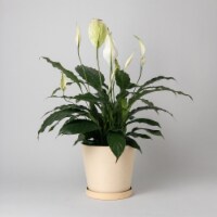 7 Planter Pot with Saucer, Drainage Hole & Plug, Modern Plant Pot, Indoor Tapered Planter