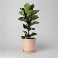 7 Planter Pot with Saucer, Drainage Hole & Plug, Modern Plant Pot, Indoor Tapered Planter