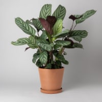 7 Planter Pot with Saucer, Drainage Hole & Plug, Modern Plant Pot, Indoor Tapered Planter