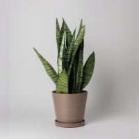 7 Planter Pot with Saucer, Drainage Hole & Plug, Modern Plant Pot, Indoor Tapered Planter