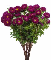 Matsumoto Flowers (assorted colors available) Perspective: Main