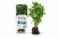North Shore Living Organic Mint Perspective: Main