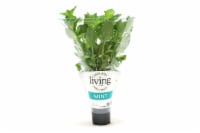 Potted Living Mint Plant