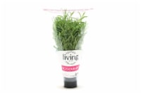 North Shore Living Potted Rosemary