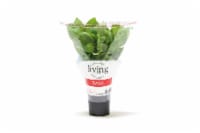 North Shore Living Basil Perspective: Main