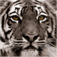 Vetro De Arte - Eye of the Tiger