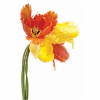 Vetro De Arte - Orange Yellow Parrot Tulip