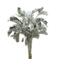 Jolo Flowers Dusty Miller Bouquet Perspective: Main