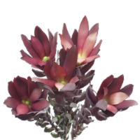 Jolo Flowers Leucadendron Safari Sunset