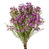Jolo Flowers Inc. Wax Flower Stems