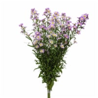 Jolo Flowers Inc. Aster Carnival Flowers