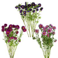 Aster Matsumoto 6 Stem Perspective: Main