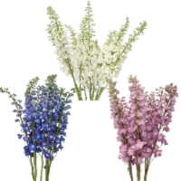 Jolo Flowers Inc. Delphinium Hybrid Stems Perspective: Main