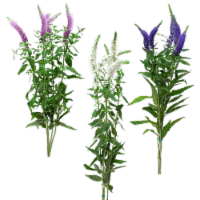Veronica 5 Stem Perspective: Main