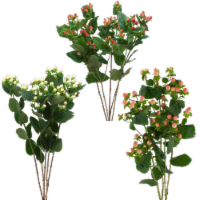 Jolo Flowers Inc Hypericum